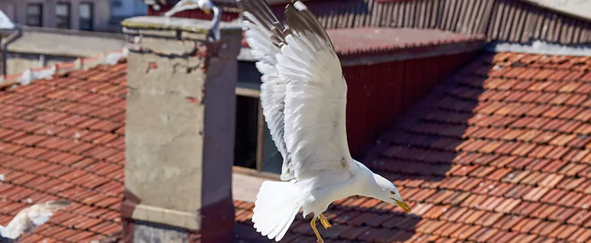 Residential Chimney Animal Removal Solution in Langley Park, MD